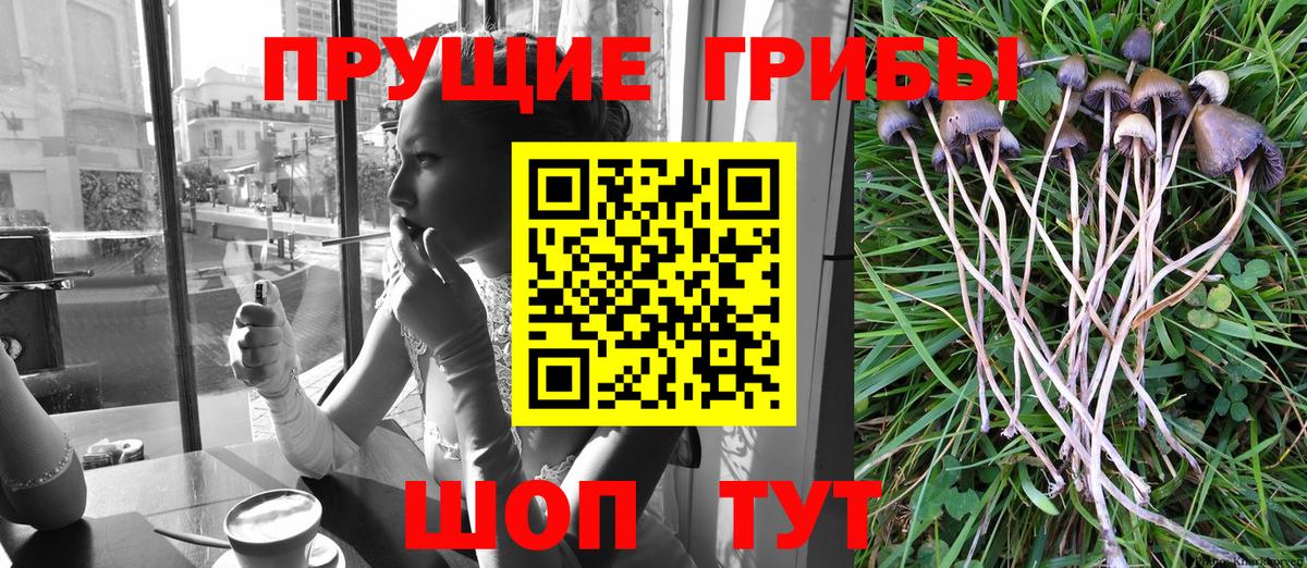 Галлюциногенные грибы GOLDEN TEACHER  Вход с VPN  Моршанск  Галлюциногенные грибы прущие грибы 